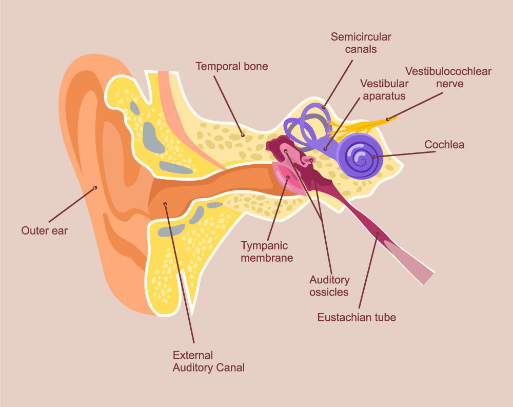 The eardrum conducts sound