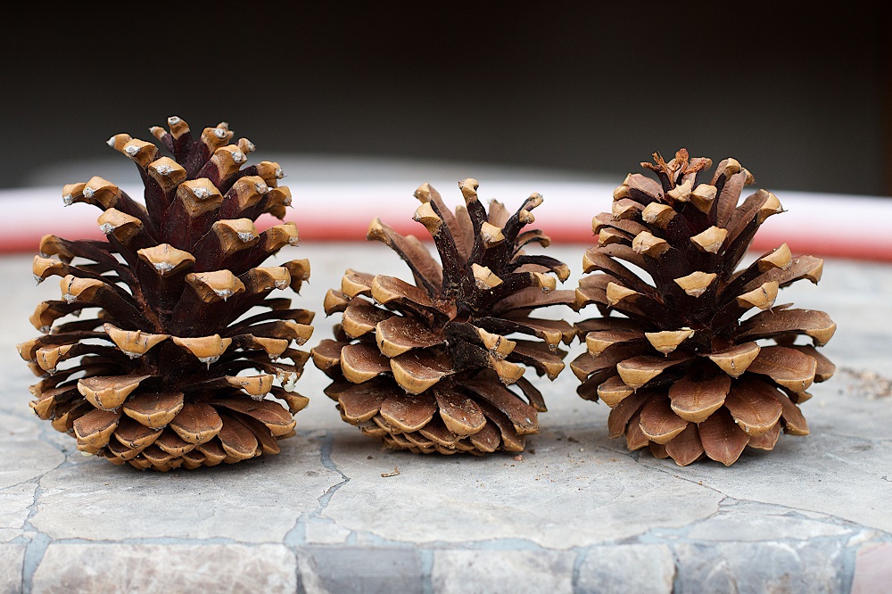 Nature displays many patterns